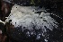  ( - HAY-F-004763)  @11 [ ] by-nc (2023) Taye Bright Fungal Diversity Survey