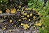  ( - HAY-F-004764)  @11 [ ] by-nc (2023) Taye Bright Fungal Diversity Survey