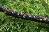  ( - HAY-F-004767)  @11 [ ] by-nc (2023) Taye Bright Fungal Diversity Survey