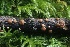  ( - HAY-F-004767)  @11 [ ] by-nc (2023) Taye Bright Fungal Diversity Survey