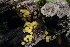  ( - HAY-F-004764)  @11 [ ] by-nc (2023) Taye Bright Fungal Diversity Survey