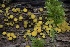  ( - HAY-F-004764)  @11 [ ] by-nc (2023) Taye Bright Fungal Diversity Survey