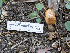  ( - HAY-F-005926)  @11 [ ] by-nc (2023) Stu Pickell Fungal Diversity Survey
