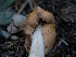  ( - HAY-F-005926)  @11 [ ] by-nc (2023) Stu Pickell Fungal Diversity Survey