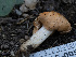  ( - HAY-F-005926)  @11 [ ] by-nc (2023) Stu Pickell Fungal Diversity Survey