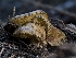  ( - HAY-F-005821)  @11 [ ] by-nc (2023) Stu Pickell Fungal Diversity Survey