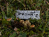  (Xeromphalina - HAY-F-005941)  @11 [ ] by-nc (2023) Stu Pickell Fungal Diversity Survey
