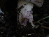  ( - HAY-F-005925)  @11 [ ] by-nc (2023) Stu Pickell Fungal Diversity Survey