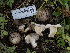  (Lactarius sp. CA03 - HAY-F-005925)  @11 [ ] by-nc (2023) Stu Pickell Fungal Diversity Survey