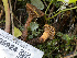  ( - HAY-F-005924)  @11 [ ] by-nc (2023) Stu Pickell Fungal Diversity Survey