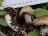  ( - HAY-F-005921)  @11 [ ] by-nc (2023) Stu Pickell Fungal Diversity Survey