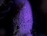  ( - HAY-F-005921)  @11 [ ] by-nc (2023) Stu Pickell Fungal Diversity Survey