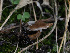  ( - HAY-F-005919)  @11 [ ] by-nc (2023) Stu Pickell Fungal Diversity Survey