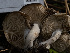  ( - HAY-F-005913)  @11 [ ] by-nc (2023) Stu Pickell Fungal Diversity Survey