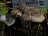  ( - HAY-F-005913)  @11 [ ] by-nc (2023) Stu Pickell Fungal Diversity Survey