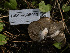  ( - HAY-F-005913)  @11 [ ] by-nc (2023) Stu Pickell Fungal Diversity Survey