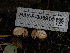  ( - HAY-F-005914)  @11 [ ] by-nc (2023) Stu Pickell Fungal Diversity Survey