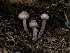  ( - HAY-F-005916)  @11 [ ] by-nc (2023) Stu Pickell Fungal Diversity Survey