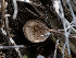  ( - HAY-F-005810)  @11 [ ] by-nc (2023) Stu Pickell Fungal Diversity Survey