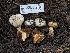  ( - HAY-F-005945)  @11 [ ] by-nc (2023) Stu Pickell Fungal Diversity Survey