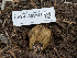  ( - HAY-F-005945)  @11 [ ] by-nc (2023) Stu Pickell Fungal Diversity Survey