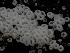  ( - HAY-F-005961)  @11 [ ] by-nc (2023) Stu Pickell Fungal Diversity Survey