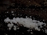  ( - HAY-F-005961)  @11 [ ] by-nc (2023) Stu Pickell Fungal Diversity Survey