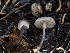  ( - HAY-F-005962)  @11 [ ] by-nc (2023) Stu Pickell Fungal Diversity Survey
