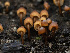 ( - HAY-F-005955)  @11 [ ] by-nc (2023) Stu Pickell Fungal Diversity Survey