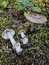  ( - HAY-F-006338)  @11 [ ] by (2023) Mandy Hackney Fungal Diversity Survey