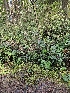  ( - HAY-F-006338)  @11 [ ] by (2023) Mandy Hackney Fungal Diversity Survey
