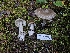  ( - HAY-F-006338)  @11 [ ] by (2023) Mandy Hackney Fungal Diversity Survey