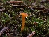  (Rickenella sp. fibula-CA01 - HAY-F-006189)  @11 [ ] by (2023) Mandy Hackney Fungal Diversity Survey