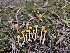  ( - HAY-F-006189)  @11 [ ] by (2023) Mandy Hackney Fungal Diversity Survey