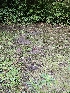  ( - HAY-F-006189)  @11 [ ] by (2023) Mandy Hackney Fungal Diversity Survey