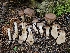  (Cortinarius sp. CA33 - HAY-F-006220)  @11 [ ] by (2023) Mandy Hackney Fungal Diversity Survey