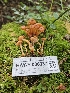  ( - HAY-F-006337)  @11 [ ] by (2023) Mandy Hackney Fungal Diversity Survey