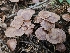  ( - HAY-F-006187)  @11 [ ] by (2023) Mandy Hackney Fungal Diversity Survey