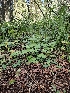  ( - HAY-F-006187)  @11 [ ] by (2023) Mandy Hackney Fungal Diversity Survey