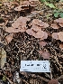  ( - HAY-F-006187)  @11 [ ] by (2023) Mandy Hackney Fungal Diversity Survey