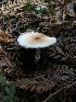  ( - HAY-F-007031)  @11 [ ] by-nc (2023) Dean Lyons Fungal Diversity Survey