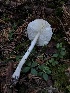  ( - HAY-F-007031)  @11 [ ] by-nc (2023) Dean Lyons Fungal Diversity Survey
