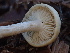  (Clitocybe sp. CA01 - HAY-F-007032)  @11 [ ] by-nc (2023) Dean Lyons Fungal Diversity Survey