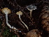  (Spodocybe - HAY-F-007058)  @11 [ ] by-nc (2023) Dean Lyons Fungal Diversity Survey