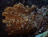  ( - HAY-F-007027)  @11 [ ] by-nc (2023) Dean Lyons Fungal Diversity Survey