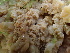  ( - HAY-F-007027)  @11 [ ] by-nc (2023) Dean Lyons Fungal Diversity Survey