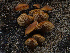  ( - HAY-F-005955)  @11 [ ] by-nc (2023) Stu Pickell Fungal Diversity Survey