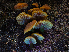  ( - HAY-F-005955)  @11 [ ] by-nc (2023) Stu Pickell Fungal Diversity Survey