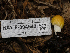  ( - HAY-F-004543)  @11 [ ] by-nc (2023) Stu Pickell Fungal Diversity Survey