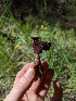  ( - HAY-F-005775)  @11 [ ] by-nc (2023) Stu Pickell Fungal Diversity Survey